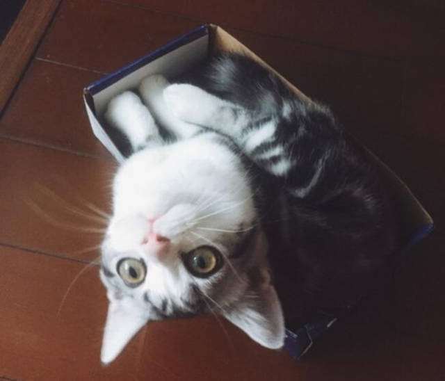 宠物狗售后保障方案：让爱犬回家更安心