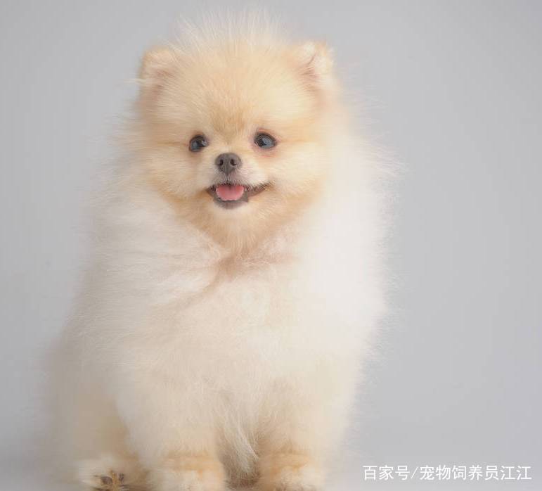 宠物狗气质排名：谁是最有范儿的汪星人？