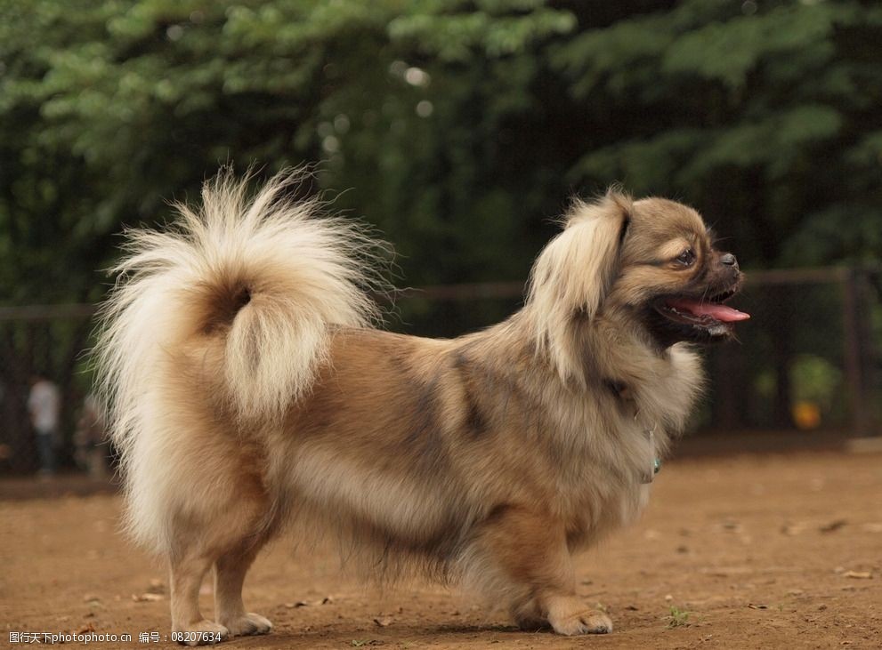 宠物狗取暖姿势：毛孩子的冬日生存智慧