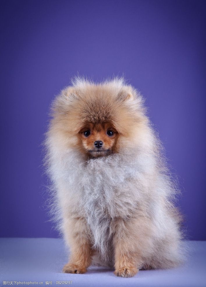 磐石宠物狗市场电话：开启您与毛孩子的温馨纽带