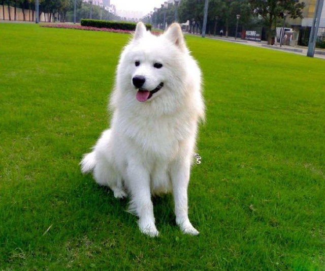 宠物狗能吃麦当劳吗？