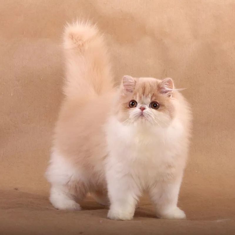 贩卖宠物狗缺德吗？