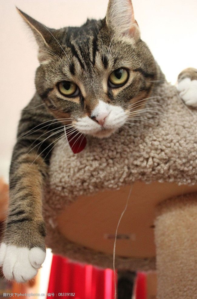 基尼的宠物狗：一段毛茸茸的陪伴之旅