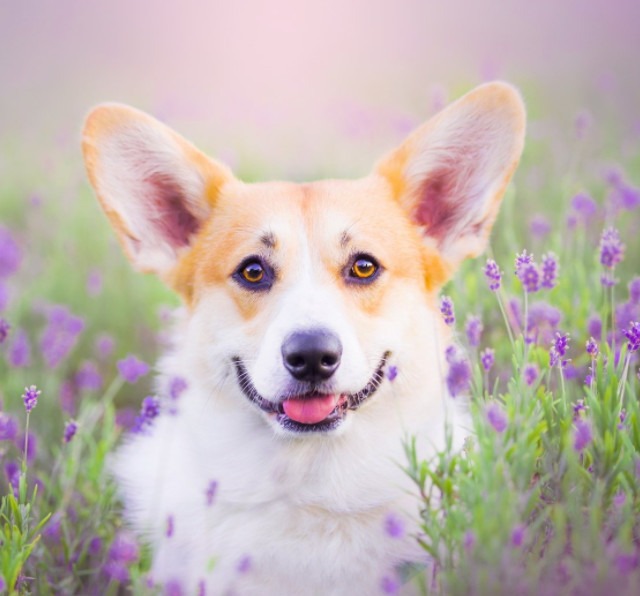 夏凉垫宠物狗：给毛孩子的夏日清凉守护